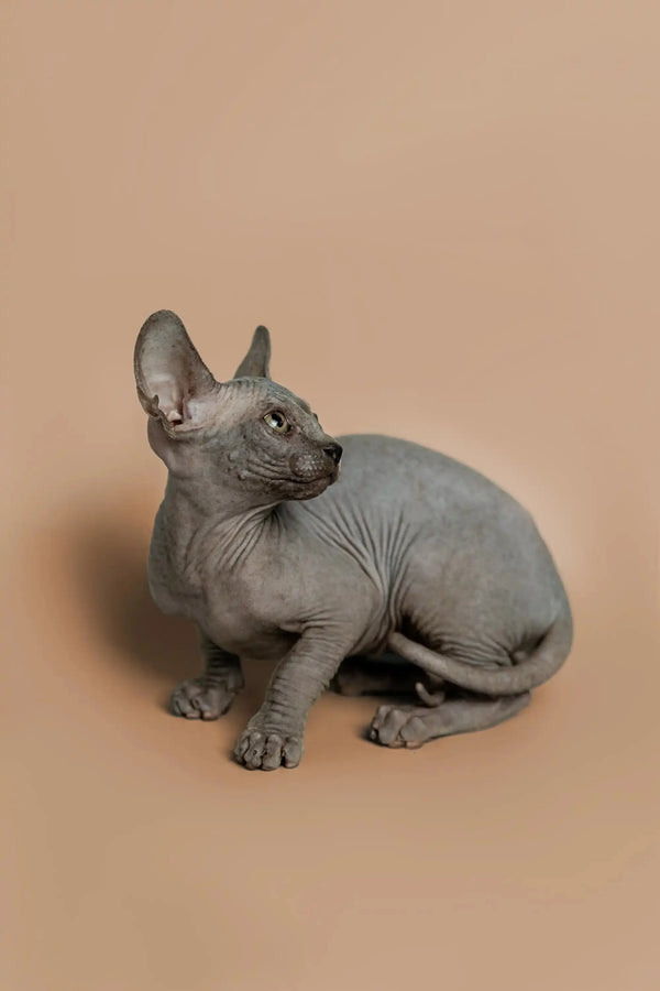 Sphynx kitten Melon sitting alert with prominent ears, seeking attention