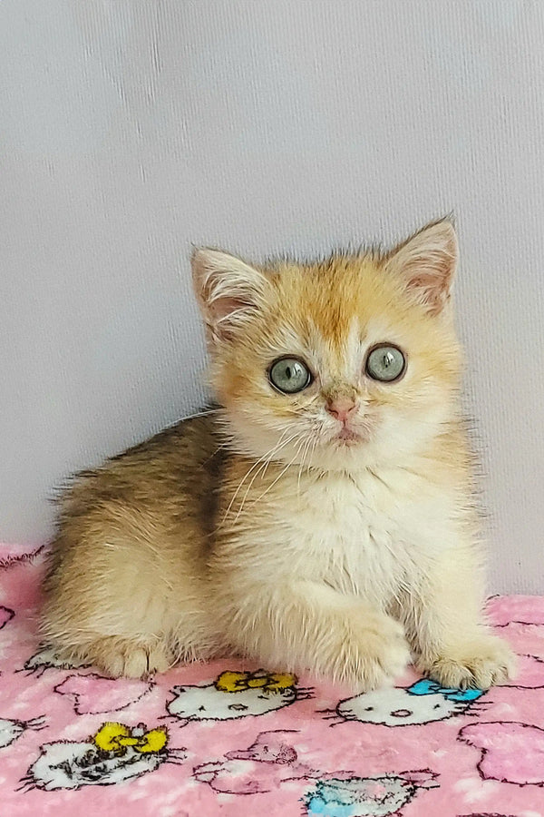 Adorable British Shorthair kitten with wide green eyes on patterned fabric