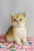 Adorable cream and ginger British Shorthair kitten sitting upright with wide eyes