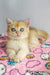 Fluffy cream-colored British Shorthair kitten with big green eyes and a cute face