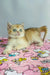 Cream-colored British Shorthair kitten with bright eyes lying on pink floral fabric