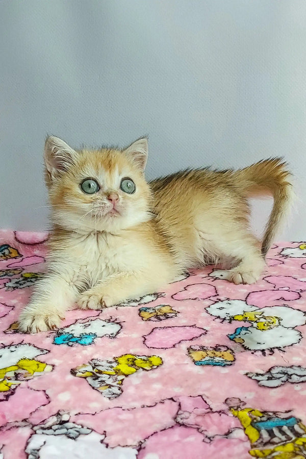 Cream-colored British Shorthair kitten with bright eyes lying on pink floral fabric