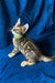 Tabby kitten with blue eyes and green collar, perfect for a Bengal Kitten lover