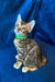 Tabby kitten in a green collar shines against a blue background, perfect for a Bengal Kitten