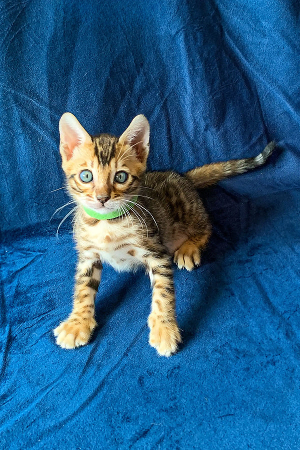 Adorable Bengal kitten Melvyn flaunting striking blue eyes and unique tabby markings