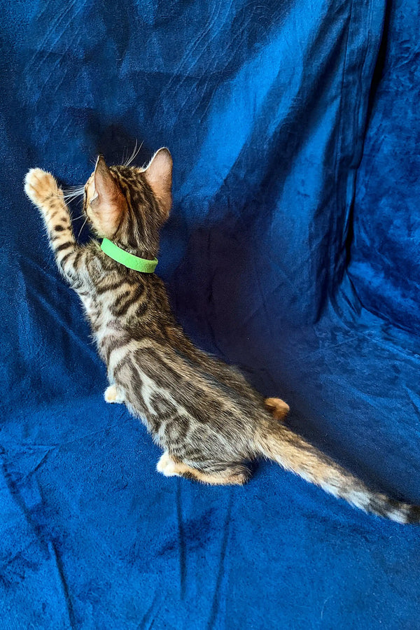 Tabby cat with a green collar stretching, perfect for your Bengal Kitten collection