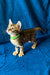 Tabby kitten with a green collar, perfect for any Bengal kitten lover