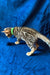 Adorable Bengal kitten in a green collar against a bright blue background