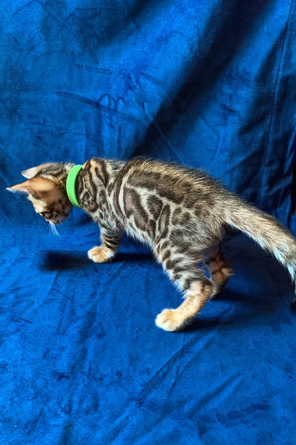 Adorable Bengal kitten in a green collar against a bright blue background
