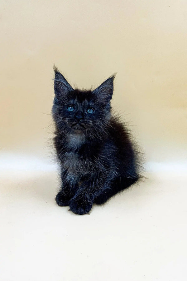 Fluffy black Maine Coon kitten Men-son with bright eyes sitting upright