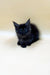 Fluffy black Maine Coon kitten Men-son with pointed ears sitting on a plain surface