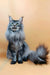 Fluffy gray Maine Coon cat in the cute Mendy Maine Coon Kitten product display