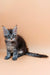 Fluffy gray tabby Maine Coon kitten with bright blue eyes and a long tail