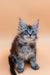 Fluffy gray tabby Maine Coon kitten with bright blue eyes and tufted ears