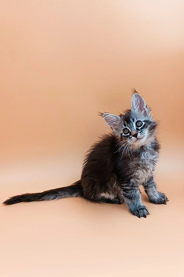 Fluffy gray Maine Coon kitten with bright blue eyes sitting upright, looking adorable