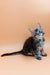 Fluffy gray Maine Coon kitten with bright blue eyes sitting upright