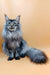 Majestic silver Maine Coon cat Mendy, the adorable Maine Coon kitten