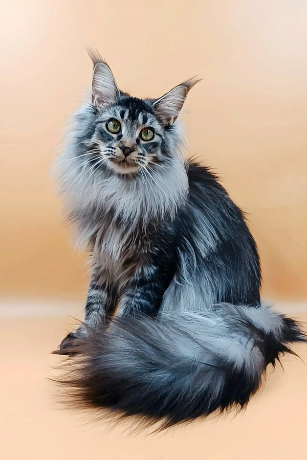 Silver tabby Maine Coon cat named Mendy in cute playful pose