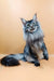 Silver tabby Maine Coon cat Mendy looking adorable as a playful kitten