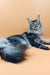 Silver tabby Maine Coon cat named Mendy from the Maine Coon Kitten collection