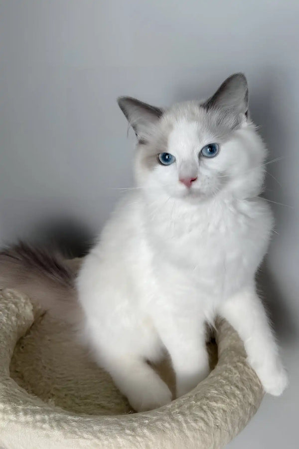 Meowise | ragdoll kitten