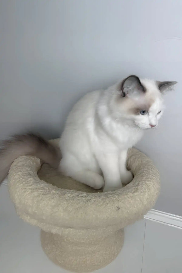 Meowise | ragdoll kitten