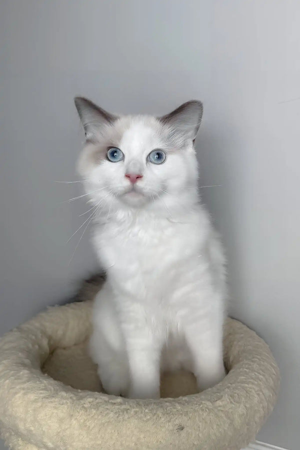 Meowise | ragdoll kitten