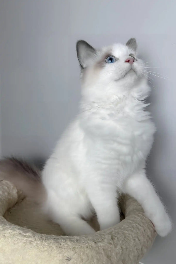 Meowise | ragdoll kitten