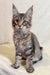 Gray tabby Maine Coon kitten from Mera Maine Coon Kitten product line