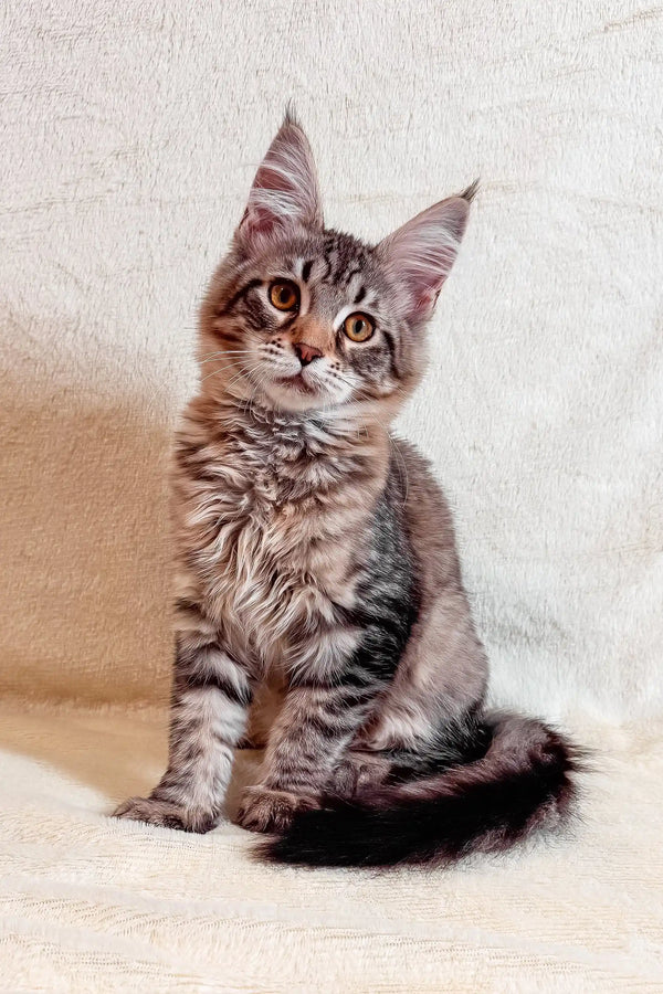 Gray tabby Maine Coon kitten in the Mera Maine Coon Kitten product lineup