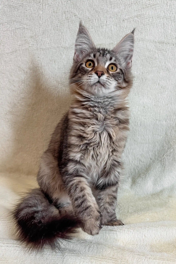Gray Tabby Maine Coon Kitten from Mera, adorable, fluffy, and playful companion