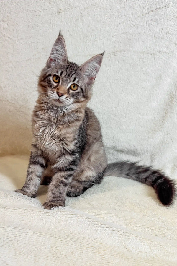 Gray tabby kitten with tufted ears from Mera Maine Coon Kitten product