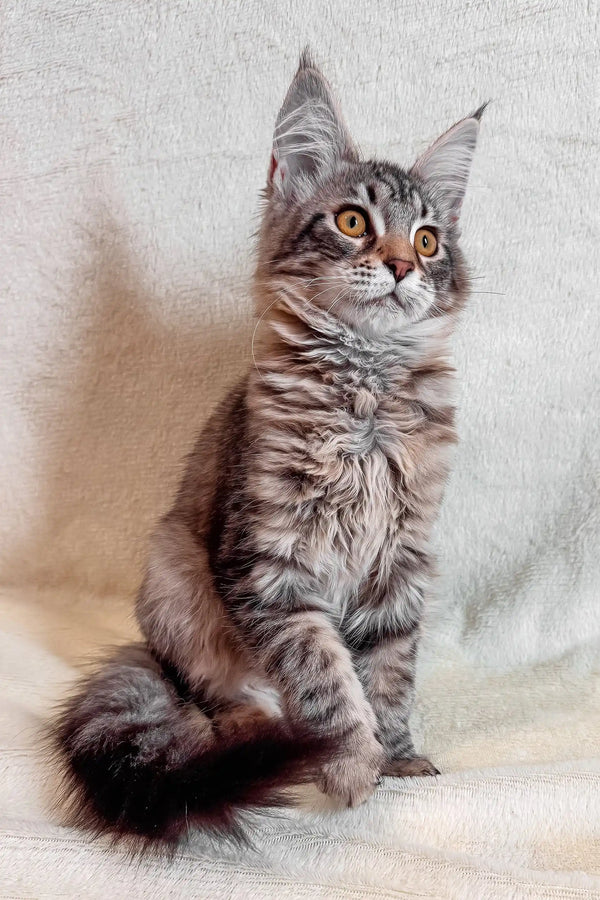 Gray tabby Maine Coon kitten showcasing Mera Maine Coon Kitten product beauty