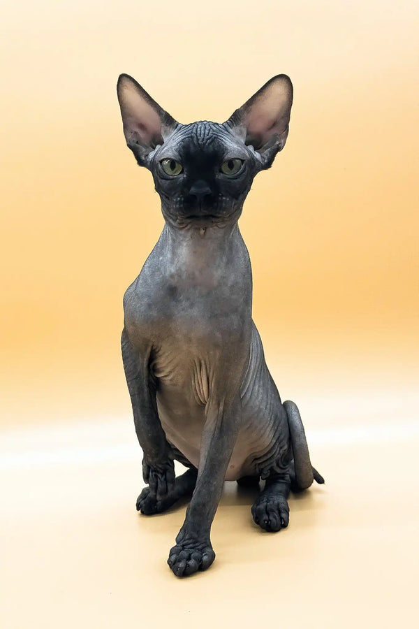 Mercury | canadian sphynx kitten