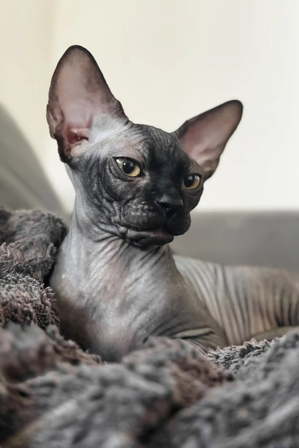 Mercury | canadian sphynx kitten