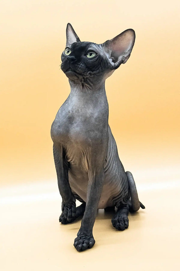 Mercury | canadian sphynx kitten