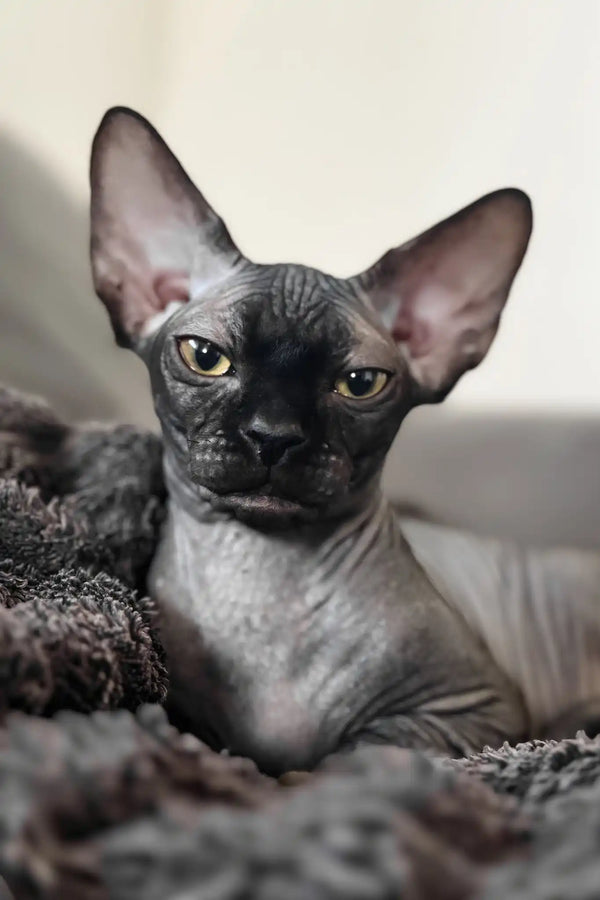 Mercury | canadian sphynx kitten