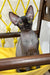 Mercury | canadian sphynx kitten