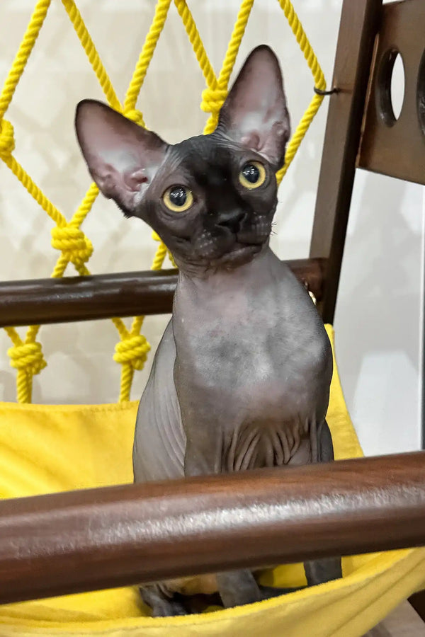 Mercury | canadian sphynx kitten