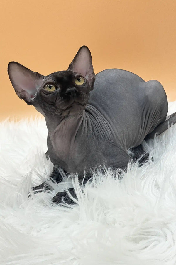 Mercury | canadian sphynx kitten