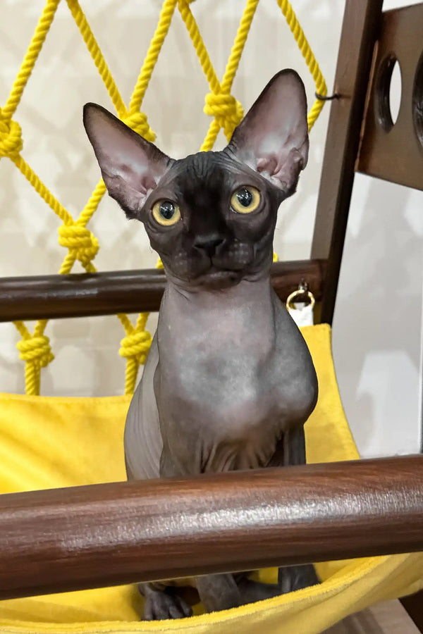 Mercury | canadian sphynx kitten