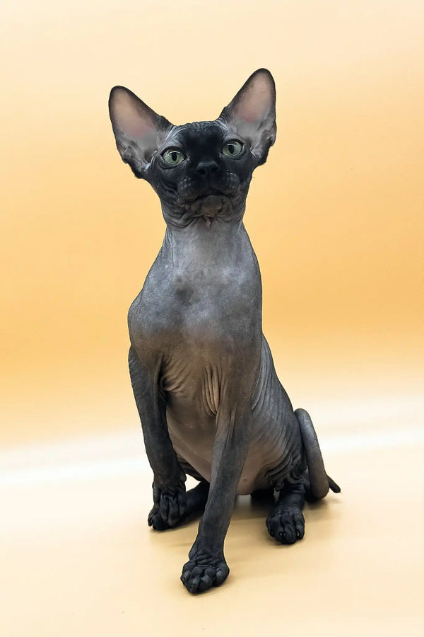 Mercury | canadian sphynx kitten