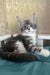 Mercury | maine coon kitten