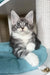 Mercury | maine coon kitten