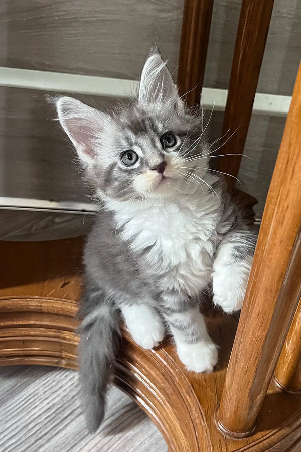 Mercury | maine coon kitten