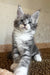 Mercury | maine coon kitten