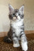 Mercury | maine coon kitten