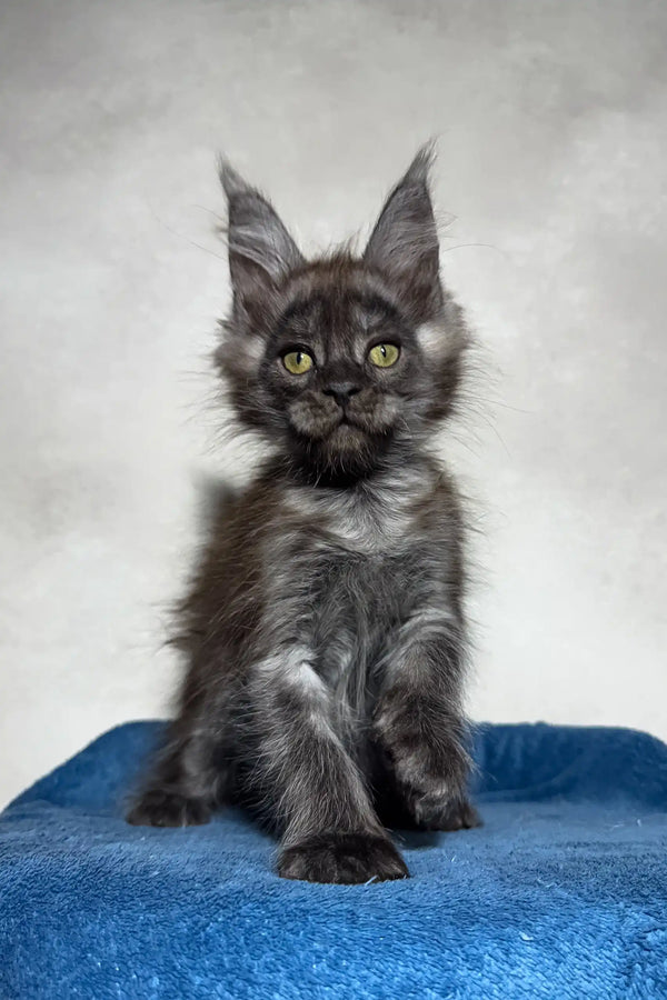 Black Maine Coon kitten named Mercury ready to charm with its fluffy cuteness