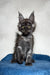 Black and silver Maine Coon kitten named Mercury looking playful and adorable