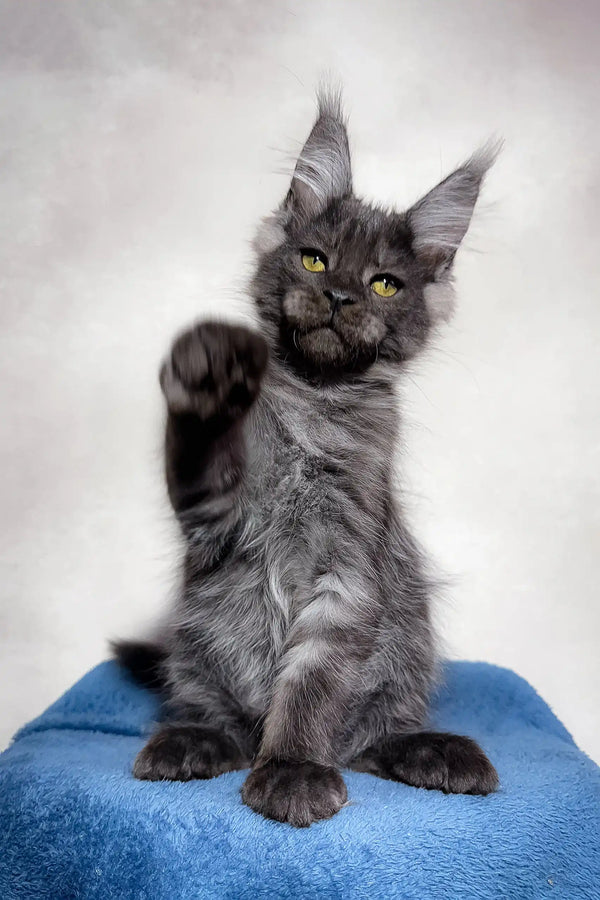 Gray Maine Coon kitten named Mercury happily waving with adorable charm